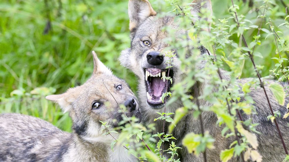 Ein junger Wolf (links) steht mit einem Elternteil im Gehege in Springe. Foto: Julian Stratenschulte/DPA