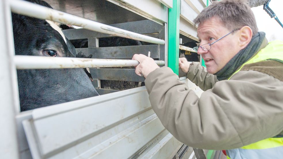 Die Kontrolle eines Viehtransporters bei Uelzen. Jeder Tiertransport ins Ausland muss vom zuständigen Veterinäramt genehmigt und überwacht werden. Foto: Archiv/Schulze/DPA