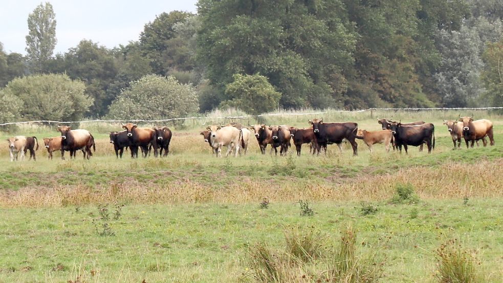Die Heckrinder lebten in Coldam und Nüttermoor im Herdenverband zusammen. Inzwischen sind einige Tiere geschlachtet worden. Die meisten wurden an andere Beweidungsprojekte oder Landwirte vermittelt. Foto: Karin Böhmer