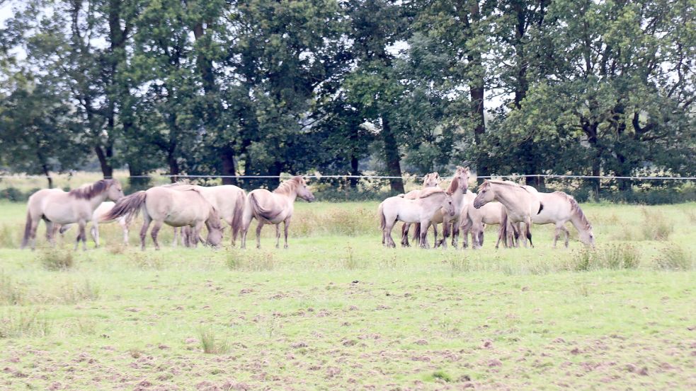 Ein Foto der Koniks in Nüttermoor, das im Juli entstanden ist. Foto: Karin Böhmer