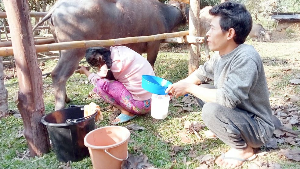 Zwei Laoten lernen einen Büffel zu melken. Die Methode die Tiere zu melken war in Laos vor dem eintreffen zweier Australier gänzlich unbekannt. Foto: Laos Buffalo Dairy