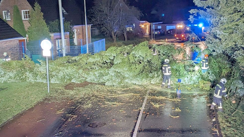 Kettensägeneinsatz: Im Schoolpad in Egels waren am Freitagmorgen gleich zwei Bäume umgestürzt und blockierten die Fahrbahn.Foto: Feuerwehr/Stephan Westermann