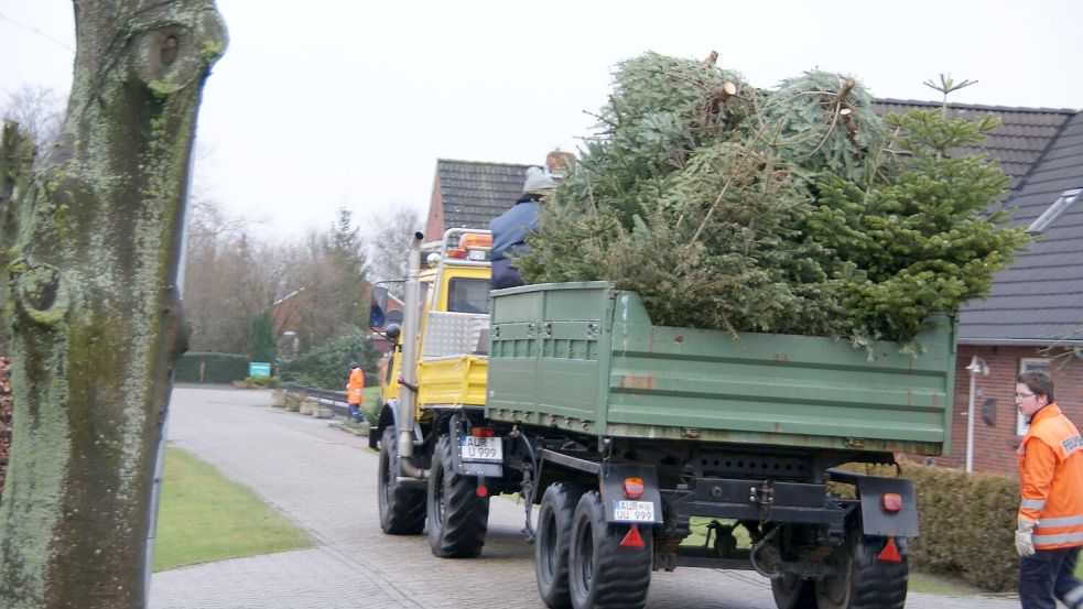 Mit Traktoren und Lastwagen werden – wie hier im Jahr 2017 – in Südbrookmerland wieder ausrangierte Weihnachtsbäume eingesammelt. Foto: Holger Janssen