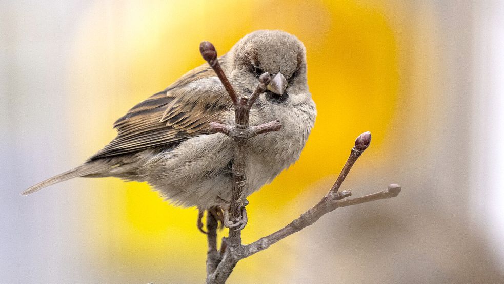 Ein Spatz sitzt bei winterlichen Temperaturen auf einem Ast ohne Blätter. Foto: DPA