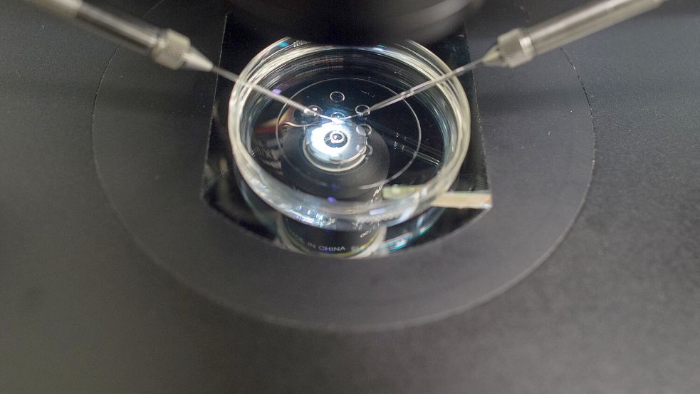 Ein niederländischer Laborant hat mehrfach sein Sperma in die Kinderwunschbehandlung geschmuggelt. Foto: dpa/Klaus-Dietmar Gabbert