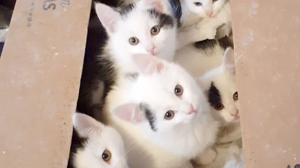 Von diesen ausgesetzten Katzenwelpen suchen noch drei Kater ein neues Zuhause. Foto: privat