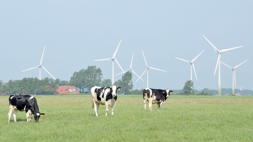 Kühe weiden vor der Kulisse von Brookmerlands bislang einzigem Windpark in der Gemeinde Osteel, wo sich insgesamt 16 Windräder drehen. Foto: Thomas Dirks