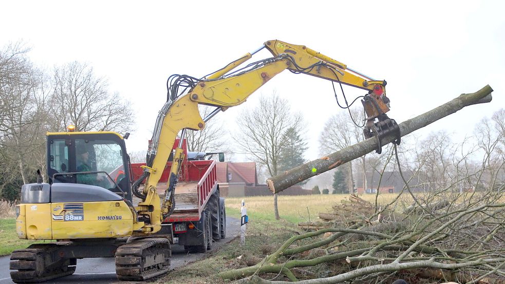 Die Baumfällarbeiten zwischen Timmel und Ulbargen sind die Vorbereitung für den Radwegbau. Foto: Romuald Banik