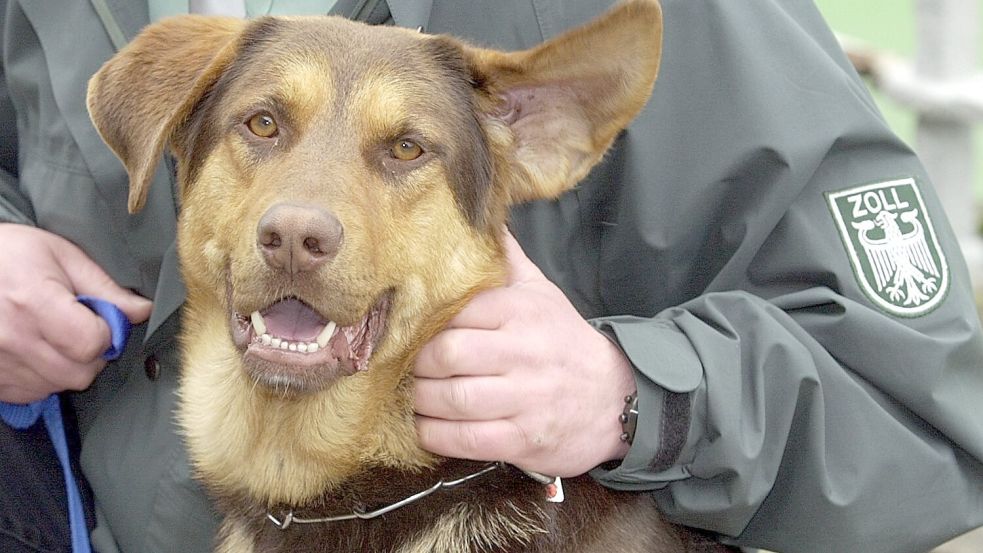 Polizei und Zoll setzen Hunde zur Drogensuche ein. Foto: DPA