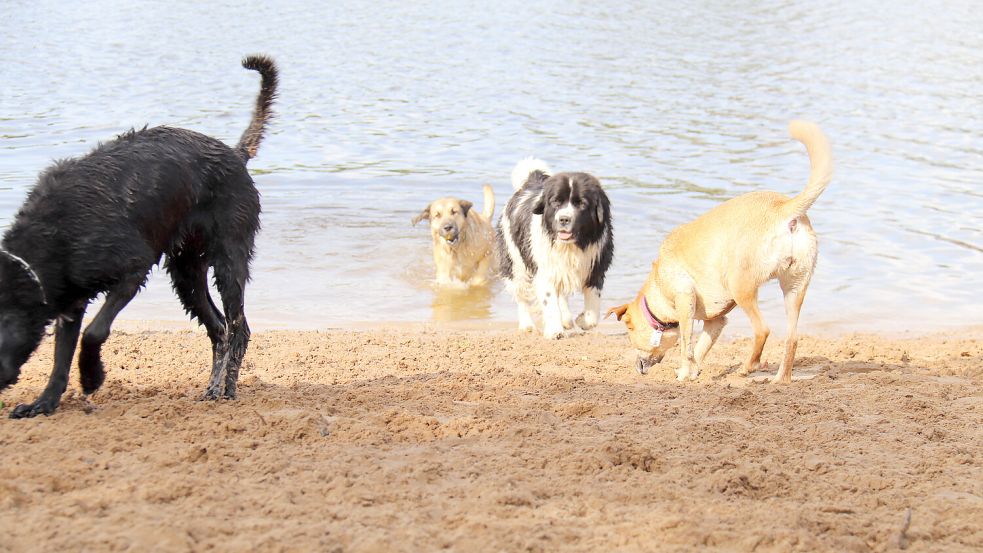 Hunde, wie hier beim Planschen im Ihler Meer, zaubern ihren Besitzern in der Regel ein Lächeln ins Gesicht, aber in einigen ostfriesischen Gemeinden auch eine Lücke ins Portemonnaie. Foto: Heino Hermanns