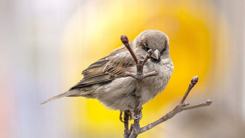 Hat der Spatz oder Haussperling bei der diesjährigen Zählaktion „Stunde der Wintervögel“ seinen Titel verteidigen können? Foto: DPA