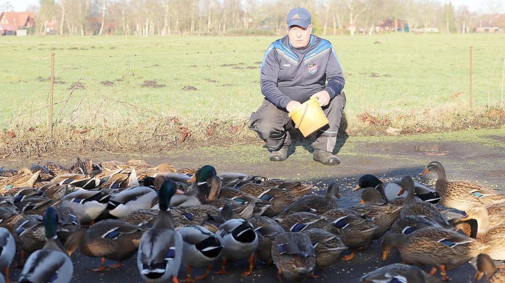 Alwin Tütje züchtet Stockenten. Gegenwärtig hat er rund 150 Stück, deutlich mehr Weibchen als Männchen, auf seiner Anlage. Für ihn sind die Enten wie eine zweite Familie.