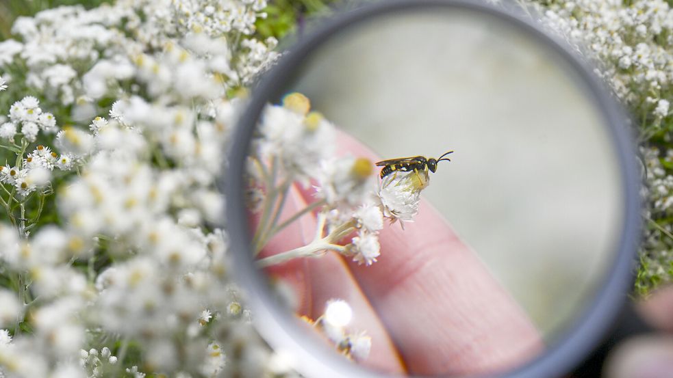 Ein Insekt auf einer Blüte. Foto: Jens Kalaene/DPA