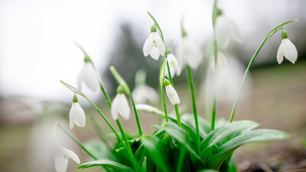 Schneeglöckchen blühen im Kaiserpark in Oberhausen. Frühlingshafte Temperaturen werden am Donnerstag erwartet. Foto: DPA