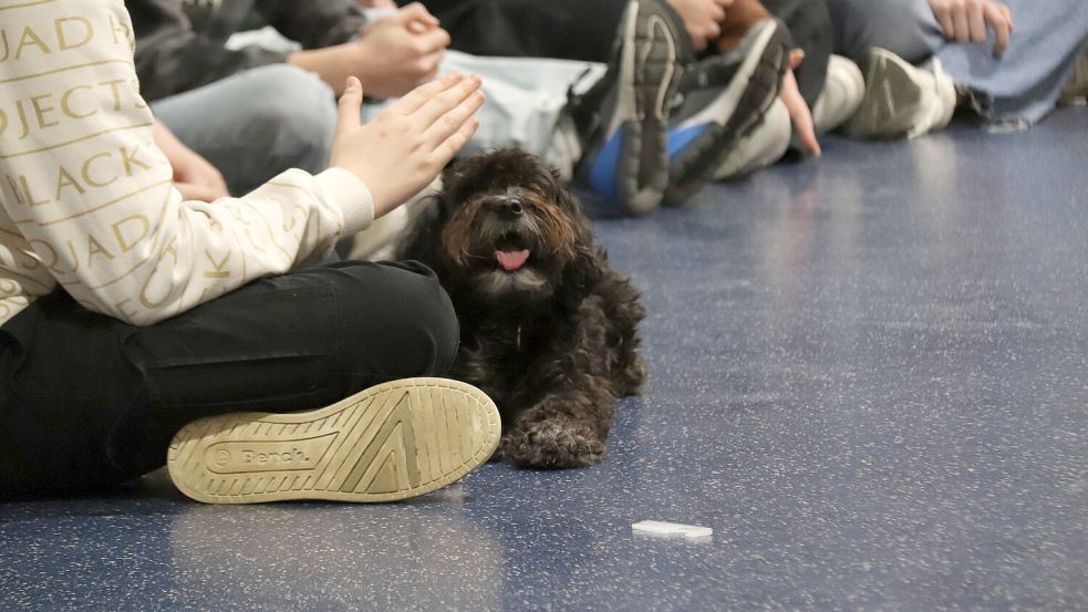Schulhündin Emma hatte Spaß auf der Bühne, holte sich bei den Mitgliedern der Hunde-AG Leckerli ab und zeigte den Viertklässlern einige Kunststücke. Foto: Karin Böhmer