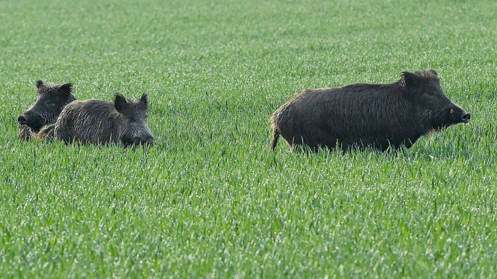 Um Wildscheine ging es am Mittwoch vor dem Auricher Landgericht. Foto: DPA
