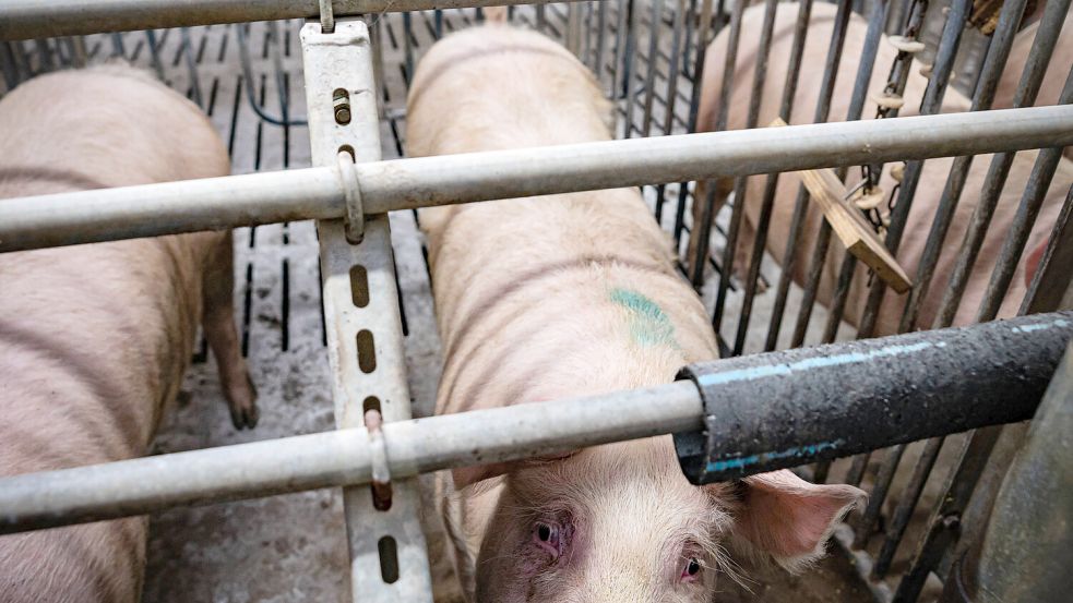 Sauen im Kastenstand: Die Haltungsform ist außerhalb der Landwirtschaft umstritten. Bauern aber verteidigen die zeitweise Bewegungseinschränkungen für die Tiere. Foto: Imago/Countrypixel
