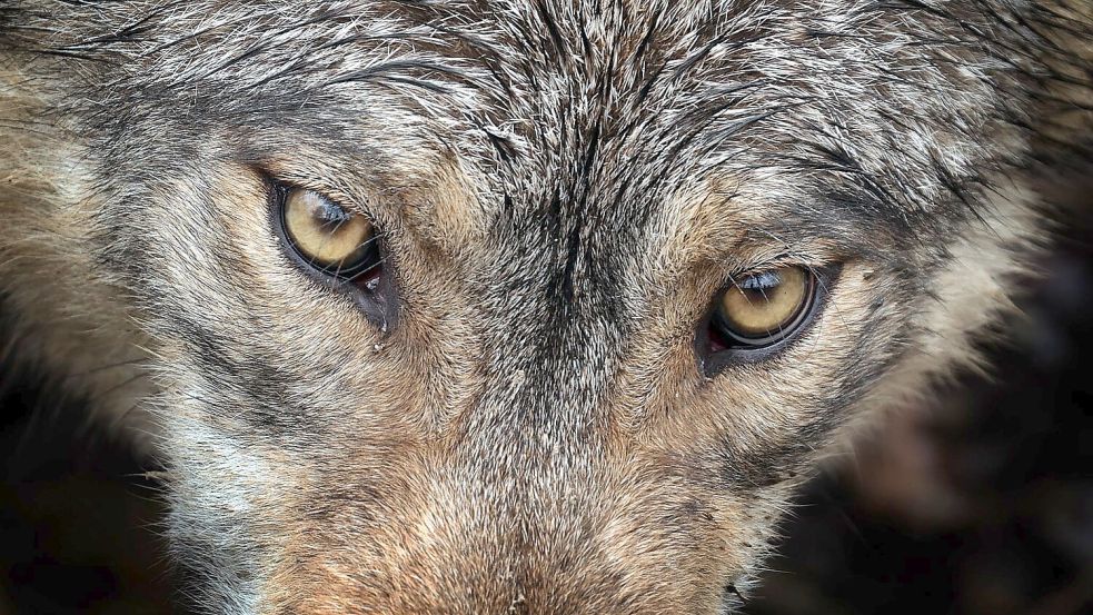 Von Deutschland bis nach Spanien: Forschende wiesen nach, dass ein Wolf eine Strecke von über tausend Kilometer gelaufen ist. Foto: Karl-Josef Hildenbrand/dpa