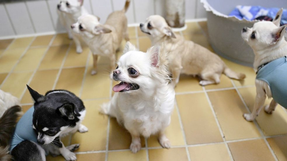 Das kann passieren, wenn ein Halter mit seinen Hunden überfordert ist: 68 Chihuahua-Rassehunde einer Züchterin landeten kürzlich im Stuttgarter Tierheim. Foto: dpa/Bernd Weißbrod