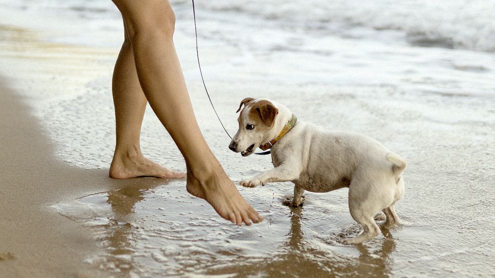 Warum besteigen und rammeln Hunde die Beine ihrer Halter? Verhaltensbiologen finden drei Gründe in der Domestikation, dem Weg vom Wolf zum Hund. Foto: IMAGO/Pond5 Images