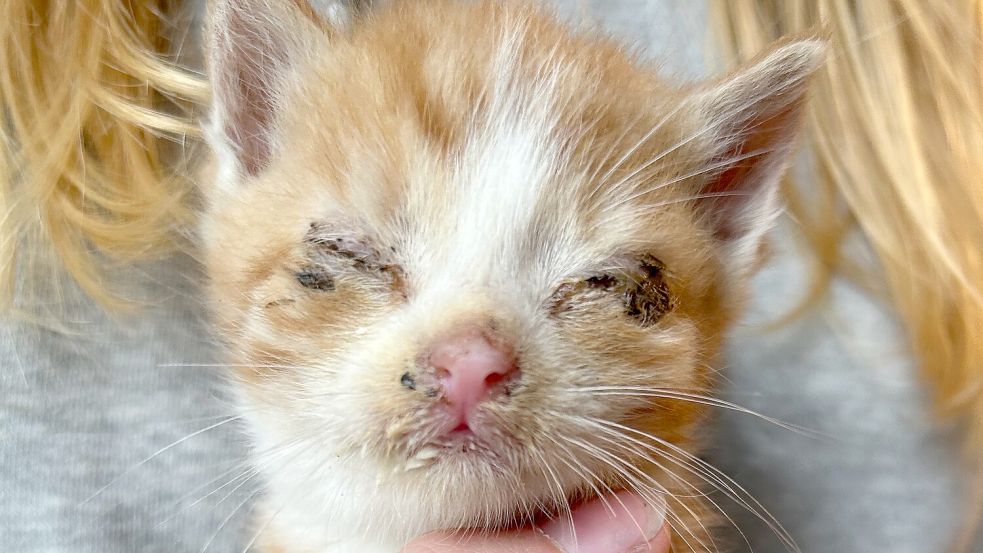 Ein Kätzchen leidet unter Katzenschnupfen. Krankheiten wie diese grassieren häufig bei herrenlosen Katzen und verbreiten sich mit der Vermehrung der Streuner aus. Fotos: Aktive Tierfreunde