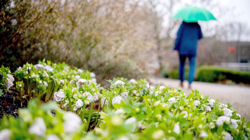 In den kommenden Tagen ist es gut, einen Regenschirm parat zu haben. Foto: dpa/Hauke-Christian Dittrich