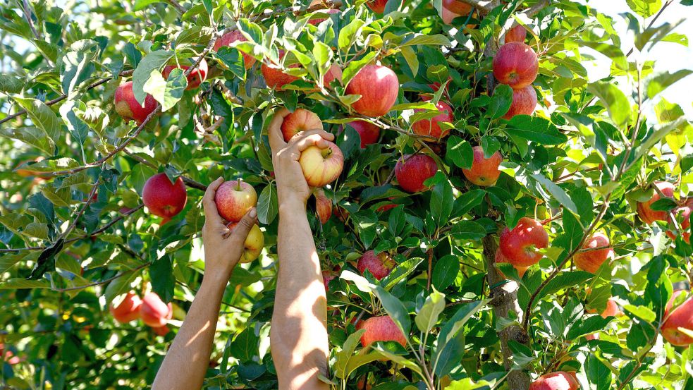 Äpfel werden von einem Baum gepflückt. Foto: DPA
