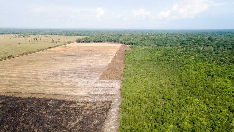 Das Luftbild zeigt eine verbrannte und abgeholzte Fläche im brasilianischen Amazonas-Gebiet. Foto: Fernando Souza/Zuma Press/dpa