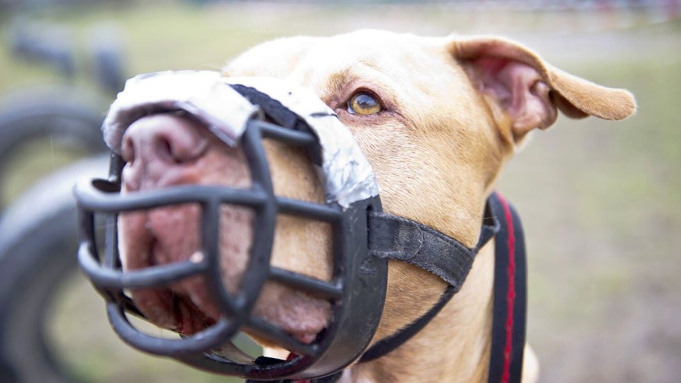 Dieser Hund trägt einen Maulkorb. Eine generelle Maulkorbpflicht gibt es in Niedersachsen nicht. Individuell kann sie aber verhängt werden. Foto: Christina Sabrowsky/DPA