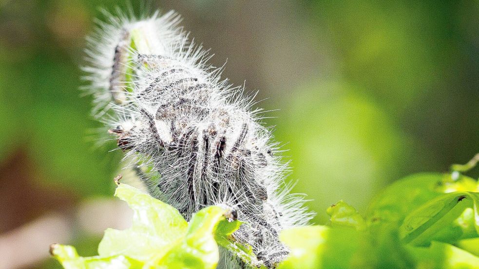 Eichenprozessionsspinner haben sich auf dem Blatt einer Eiche zu einem Knäuel zusammengeballt. Foto: DPA