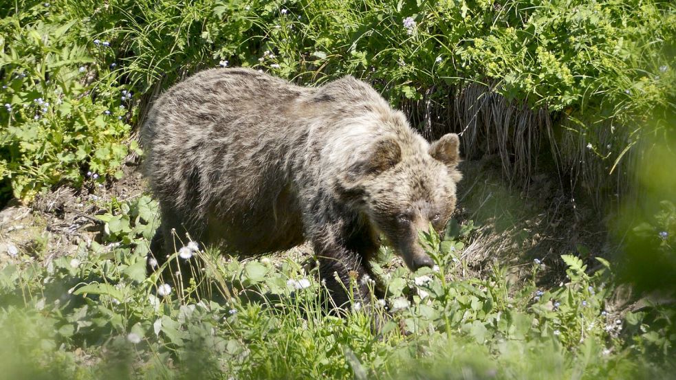 In der Slowakei gibt es mehr als tausend frei lebende Braunbären. Foto: Milan Kapusta/tasr/dpa