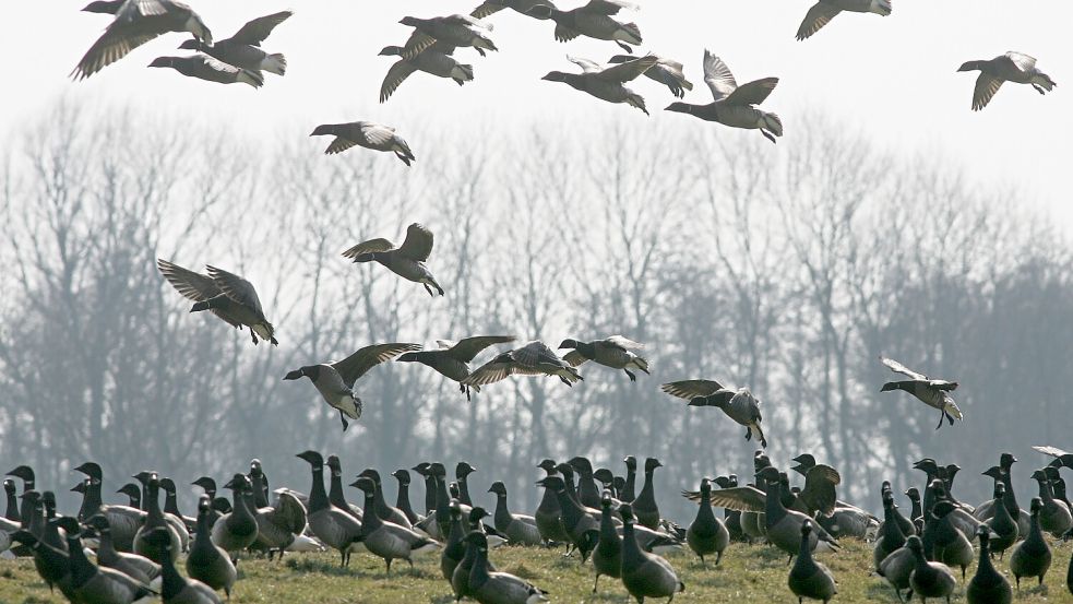 Gänse im Kreis Aurich Foto: dpa