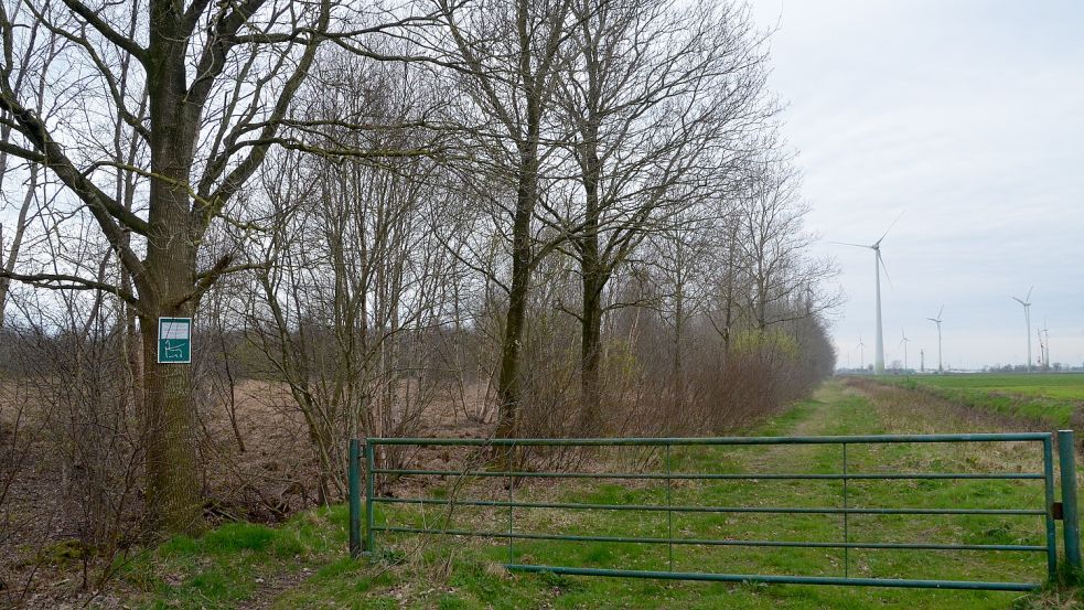 Zwischen Restmoor und landwirtschaftlicher Fläche. Links sind die Überreste des Ochtelburer Moors im Bild zu sehen. Rechts geht der Blick auf die landwirtschaftlich genutzte Fläche. Im Hintergrund der Windpark. Foto: Christin Wetzel