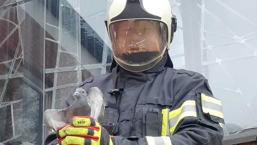 Gerettet! Ein Feuerwehrmann hält die Taube in der Hand. Foto: Feuerwehr