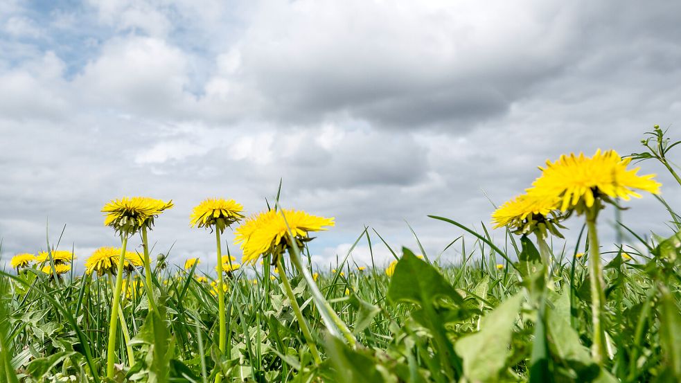 Der Löwenzahn wächst und wächst. Nach dem bewölkten Himmel zeigt sich am Wochenende auch vermehrt die Sonne. Foto: IMAGO/Silas Stein