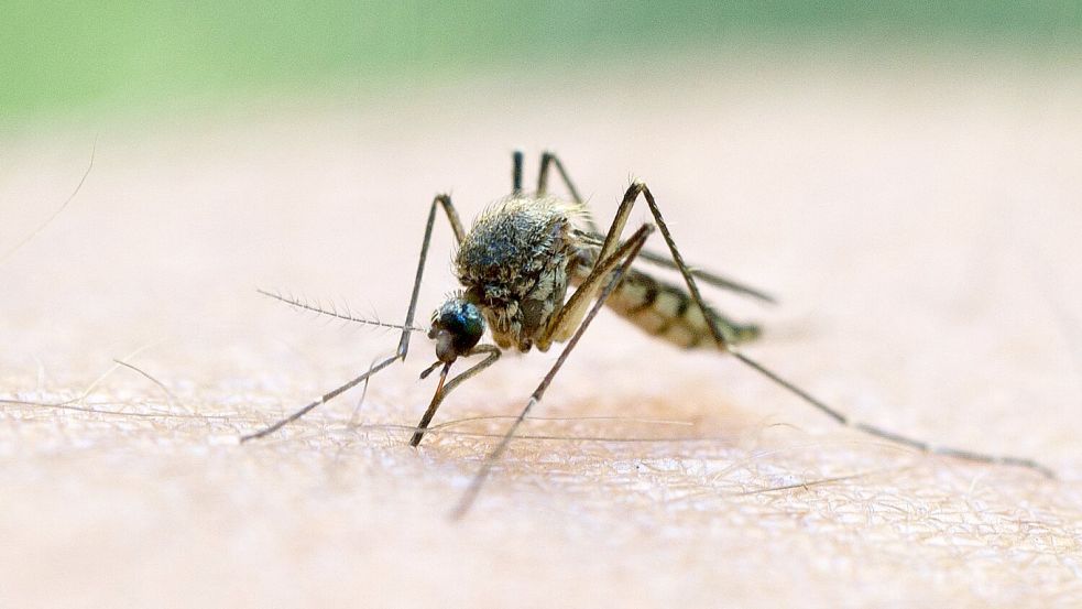Witterungsbedingt: Die ersten Stechmücken sind bereits geschlüpft. Foto: Patrick Pleul/dpa-Zentralbild/dpa