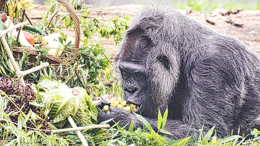 Gorilla Fatou feiert ihren 67. Geburtstag im Zoo Berlin. Foto: Paul Zinken/dpa