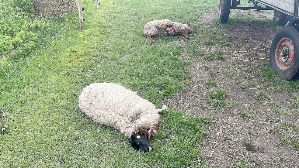Sieben Schafe wurden am Freitag auf einer Weide am Stiekelriegweg tot aufgefunden. Drei weitere wurden verletzt, zwei von ihnen mussten eingeschläfert werden. Foto: Dr. Max Freyland