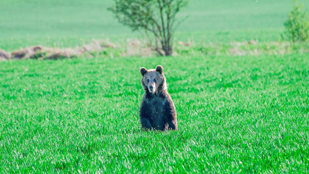 In den vergangenen Wochen wurden in der Slowakei mehrere Menschen bei unfreiwilligen Begegnungen mit Braunbären verletzt. Foto: Jaroslav Slastan/Staatlicher Naturschutz der Slowakei/dpa