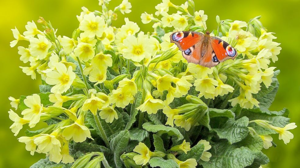 Ein Tagpfauenauge sitzt an einer Schlüsselblume. Symbolfoto: Pixabay