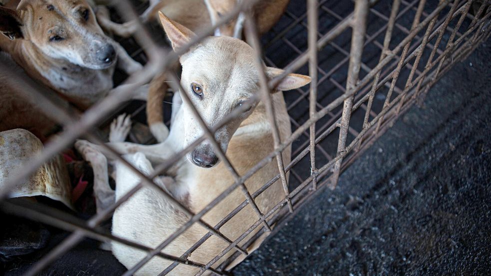 Der Verein „Aktive Tierfreunde“ hat Anzeige gegen eine Hundebesitzerin erstattet. Symbolfoto: Taufan/dpa