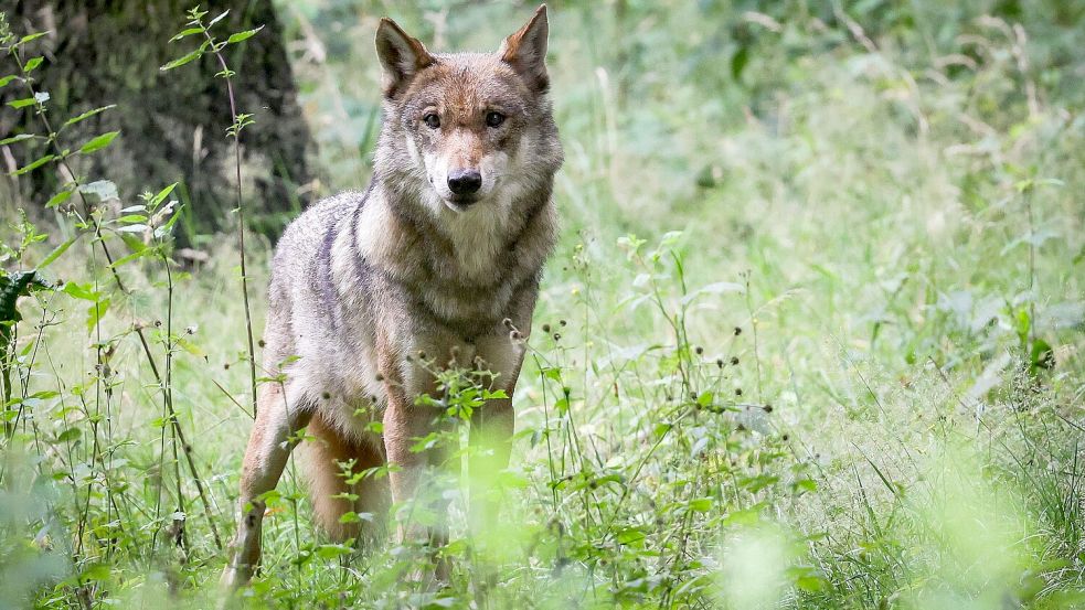 Dieser ausgewachsene weibliche Wolf steht in seinem Gehege im Tierpark. Foto: DPA