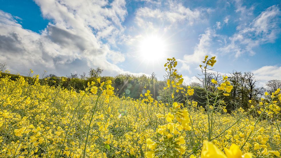 Das Wetter in Niedersachsen wird zum Wochenende wieder freundlich. Foto: dpa/Christoph Reichwein