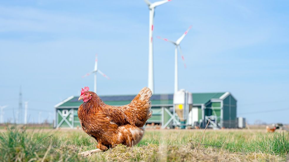 Öko-Landwirtschaftsbetriebe werden in Deutschland immer beliebter. Foto: dpa/Sören Stache