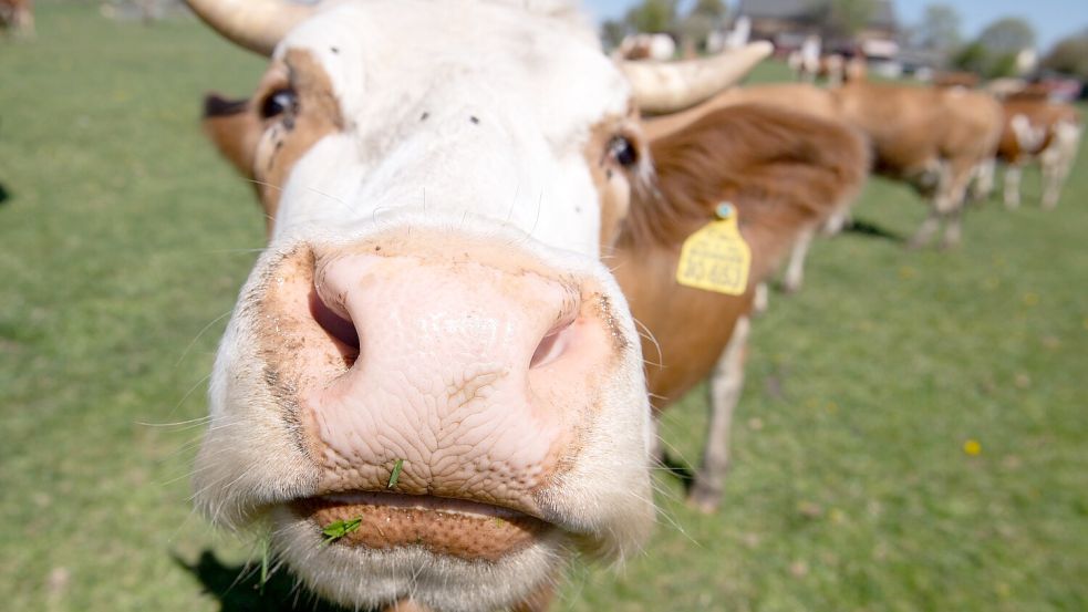 Beim Klimaschutz spielt die Landwirtschaft in Deutschland und insbesondere die Tierhaltung eine wichtige Rolle. Das Umweltbundesamt regt an, den Fleischkonsum hierzulande zu senken. Foto: Sebastian Kahnert/dpa