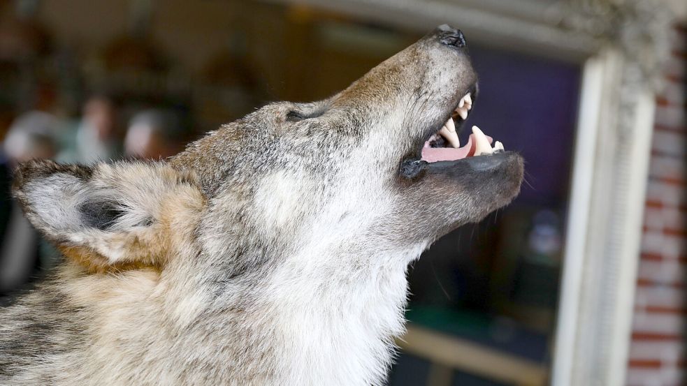 Dieser Wolf wurde im vergangenen Jahr in Marcardsmoor überfahren. Mit Genehmigung der Unteren Naturschutzbehörde hat die Jägerschaft ihn präparieren lassen. Foto: Romuald Banik