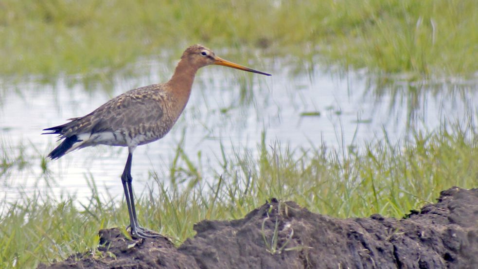 Eine Uferschnepfe schien die Besucher beinahe zu erwarten. Foto: Holger Janssen