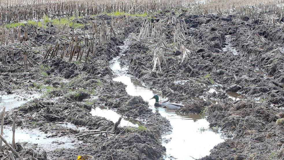 Wasser steht auf einem Acker in Extum: Die Enten freuen sich, die Landwirte eher weniger. Foto: Romuald Banik