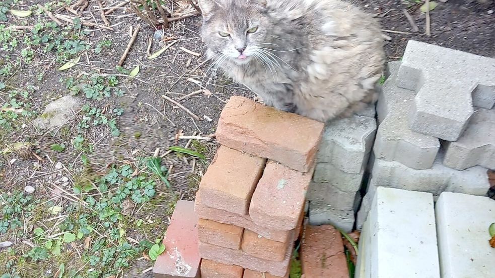 Verfilzt und verwahrlost: Eines Morgens tauchte die Katze im Garten der Gatermanns auf - 10 Jahre nach ihrem Verschwinden. Foto: Karin Gatermann