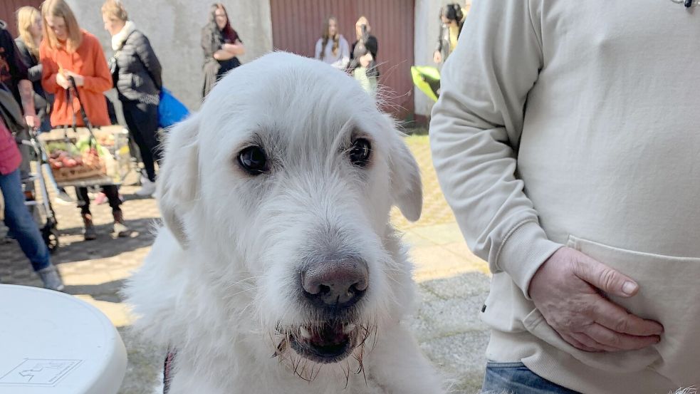 Hund Timmi wartet am Ausgabefenster der Norder Tiertafel auf Futter und ein Leckerchen. Foto: privat